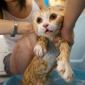 Wet Kitty