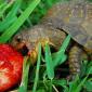 Turtle Likes Strawberries