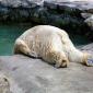Tired Polar Bear