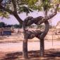 Tree Knot