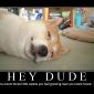 Hey Dude