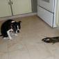 Dog vs. Lobster