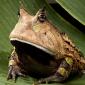 All Glory To The Hypnotoad!