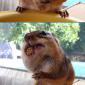 Hungry Chipmunk
