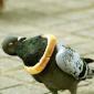 Trapped Pigeon Eating