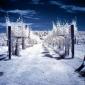 Infrared Trees