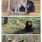 Bear + Tiger