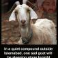 Sad Goat