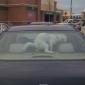Dog poo