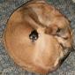 Ball Dog