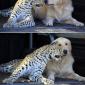 Best Buddies