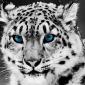Snow Leopard