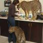 Big Kitties