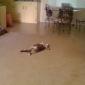 being a cat is exhausting