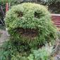 Oscar the shrub