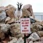 Rebel Goat