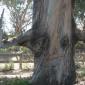 Tree Flipping The Bird