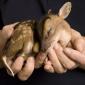 Baby Fawn