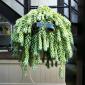Cool Plant