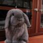 Fuzzy Bunny