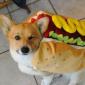 Hot Dog Wink