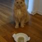 Troll Your Cat