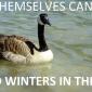 Canada Goose