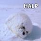 Halp
