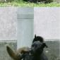 Dog vs. Squirrel