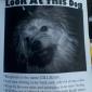Look At This Dog