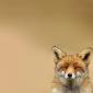 Happy Fox
