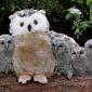 Surrogate Mother Owl