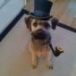 Sir. Dog