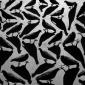 Birds Illusion