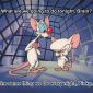 What Are We Going To Do Tonight, Brain?