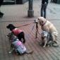 Walkin' The Dogs