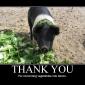Turning Vegetables Into Bacon