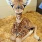 Baby Giraffe