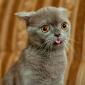 Derp Cat