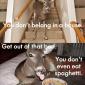 Crazy Deer