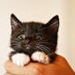 Little Black Kitty