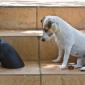 Confused Dog