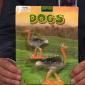 Dogs