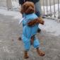Just Walkin' My Human