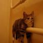 Monorail Cat Is Not Satisfied With This Rail