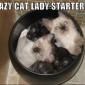 Crazy Cat Lady Starter Kit