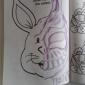 Finish The Bunny