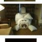 Hotel Room Antics