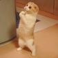 Please Sir, Can I Have Some More?