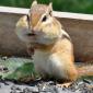 Chipmunk Nom